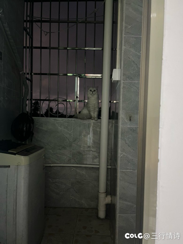 新搬来邻居的猫老爱来串门1