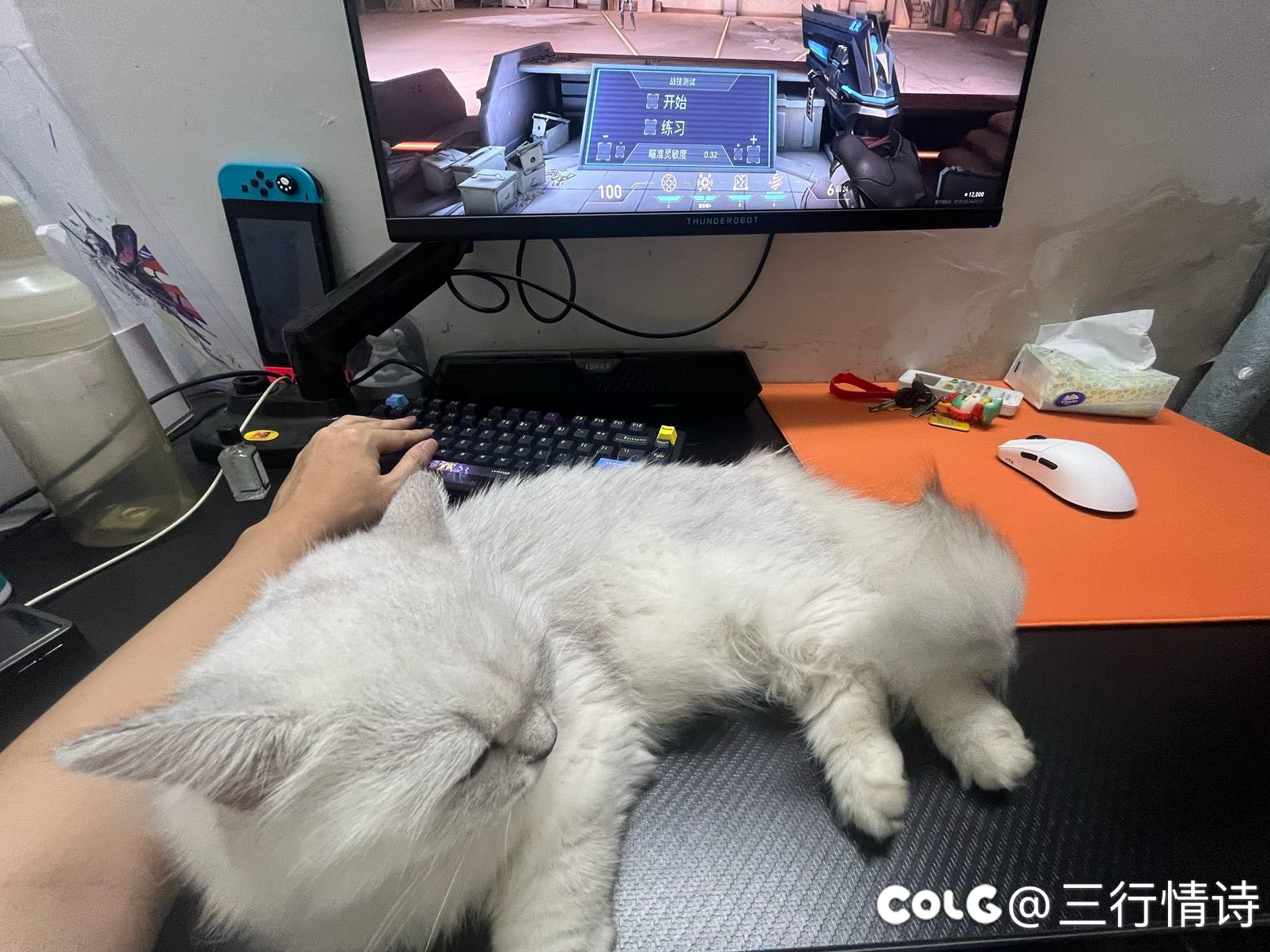 新搬来邻居的猫老爱来串门2