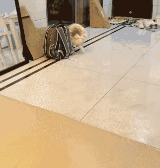 后续礼包特色预测1