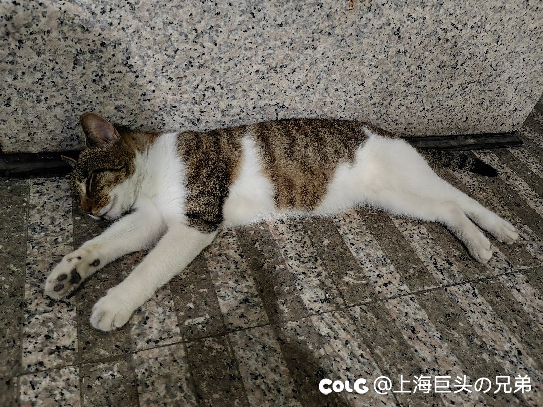 这月猫猫1