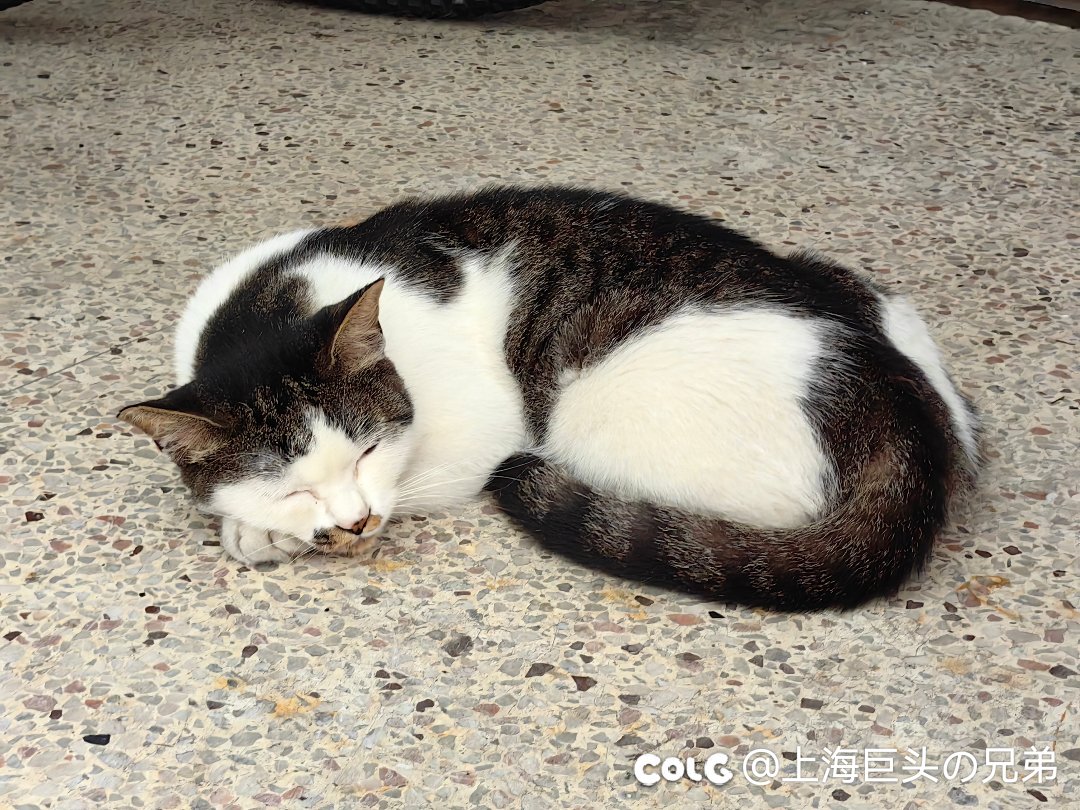 这月猫猫2