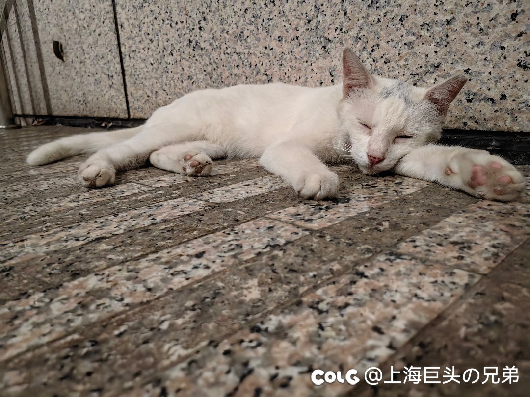 这月猫猫3