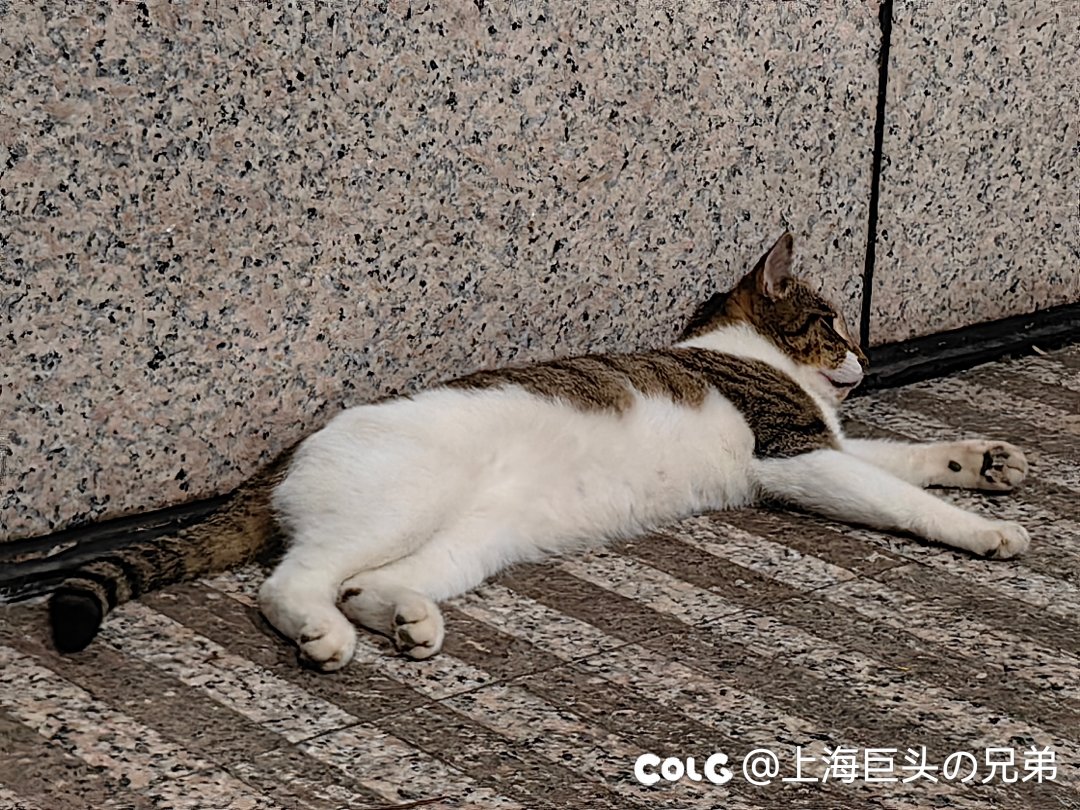 这月猫猫4