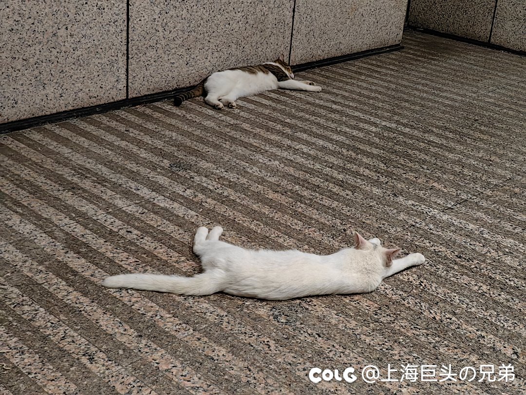 这月猫猫5