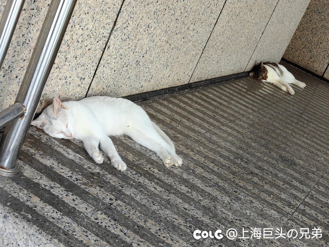 这月猫猫6
