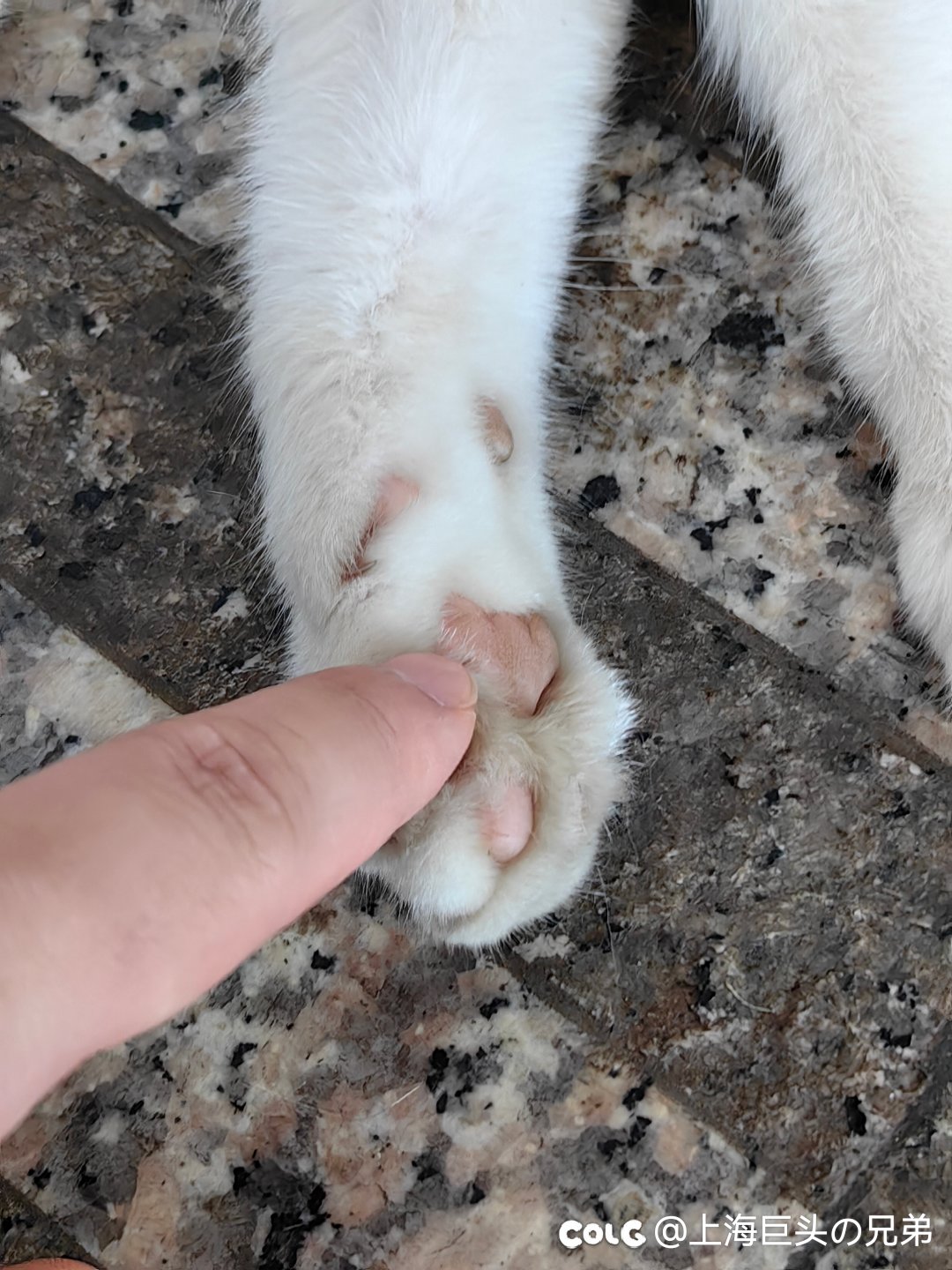 这月猫猫7