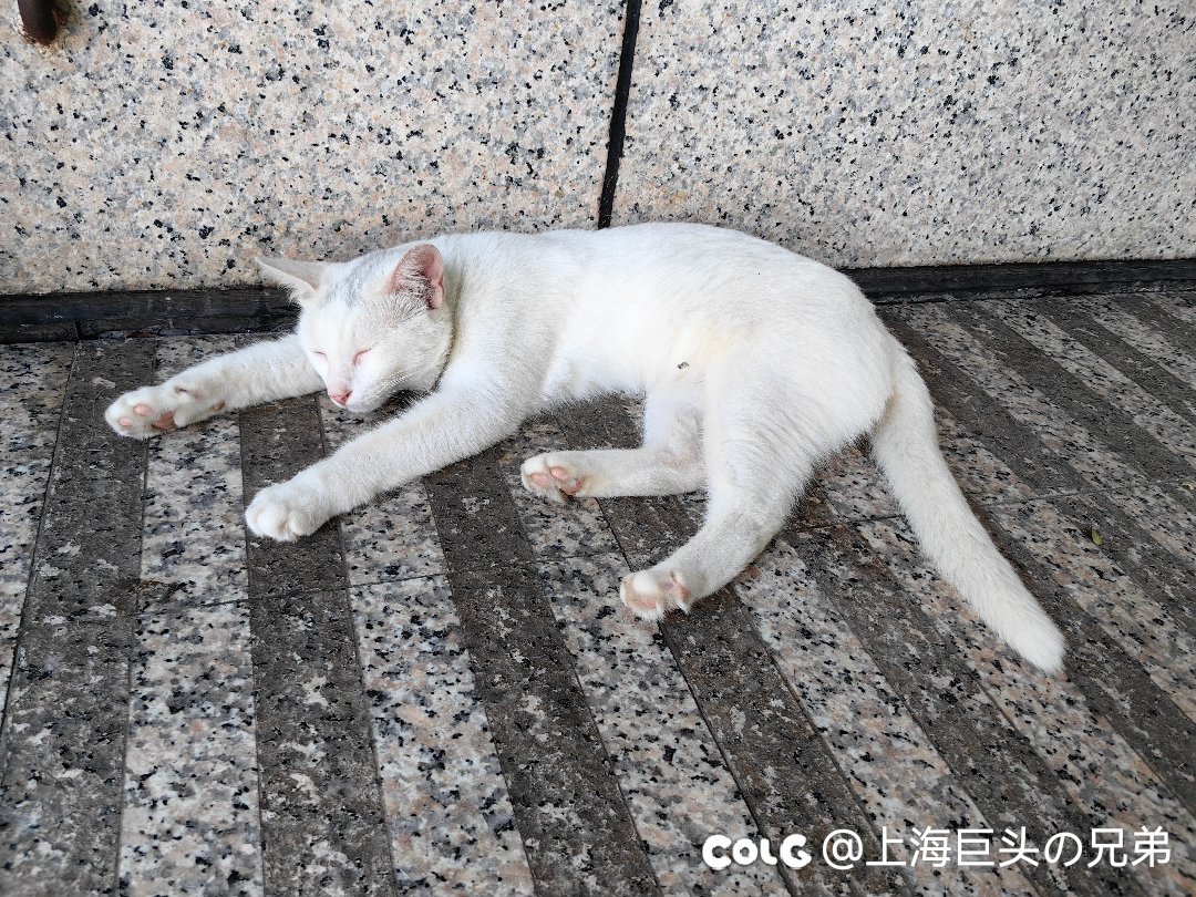 这月猫猫8