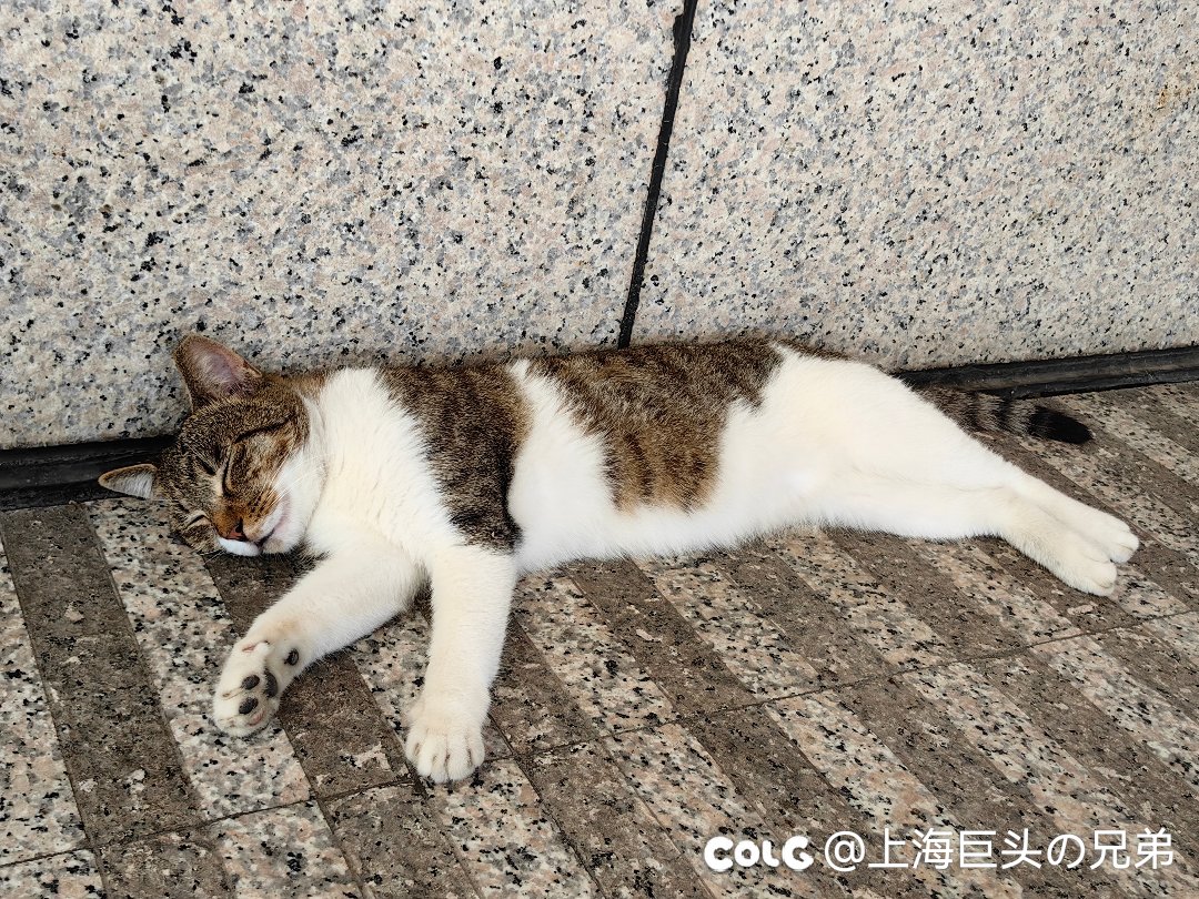 这月猫猫9