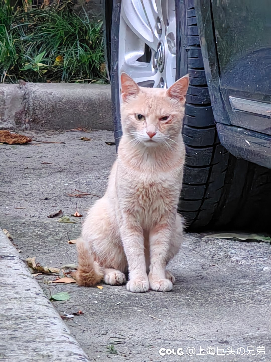 这月猫猫10