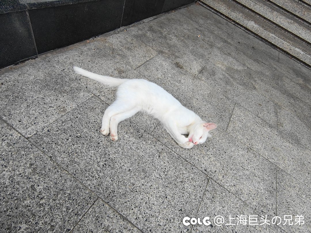 今日猫猫7.163