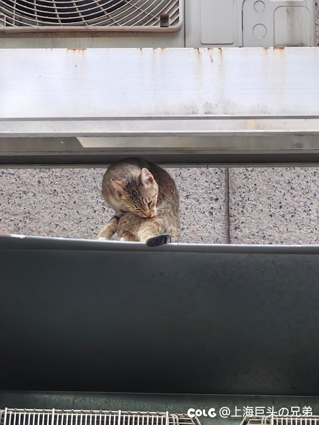 今日猫猫7.261