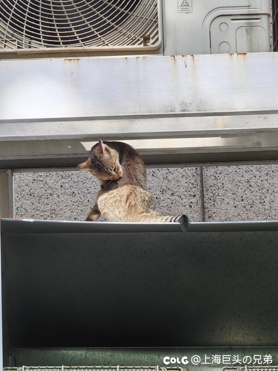 今日猫猫7.262