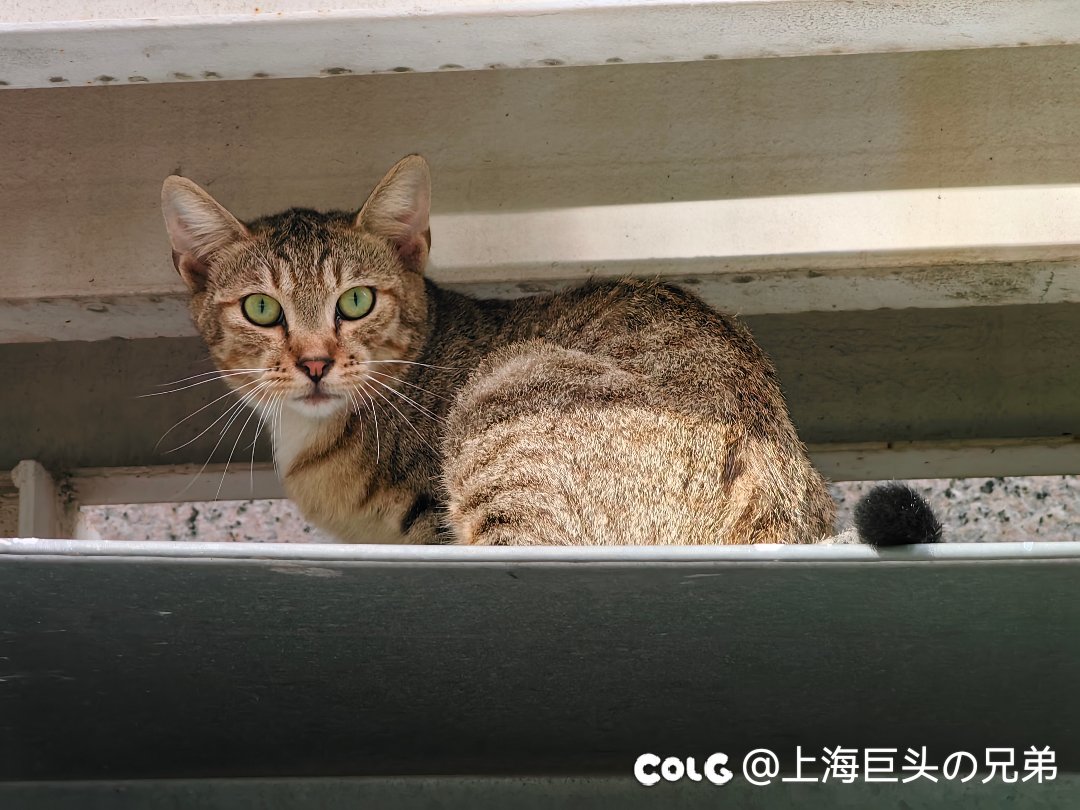 今日猫猫7.263
