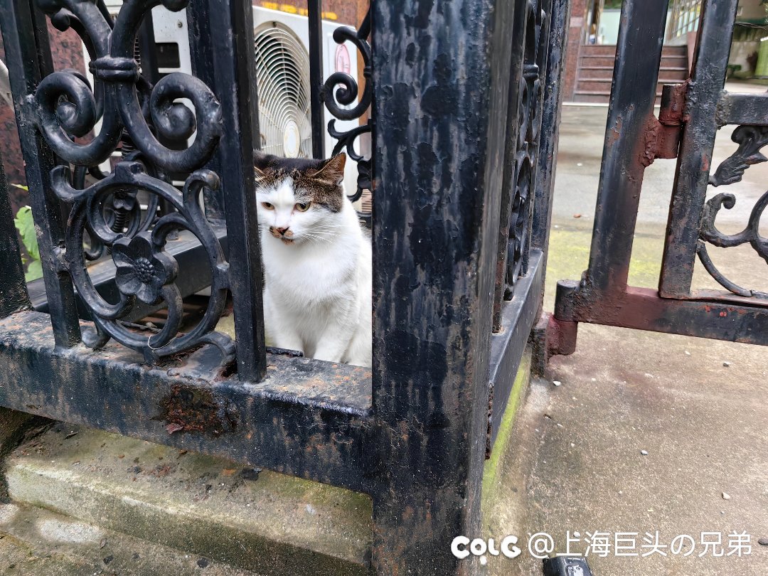 今日猫猫7.271