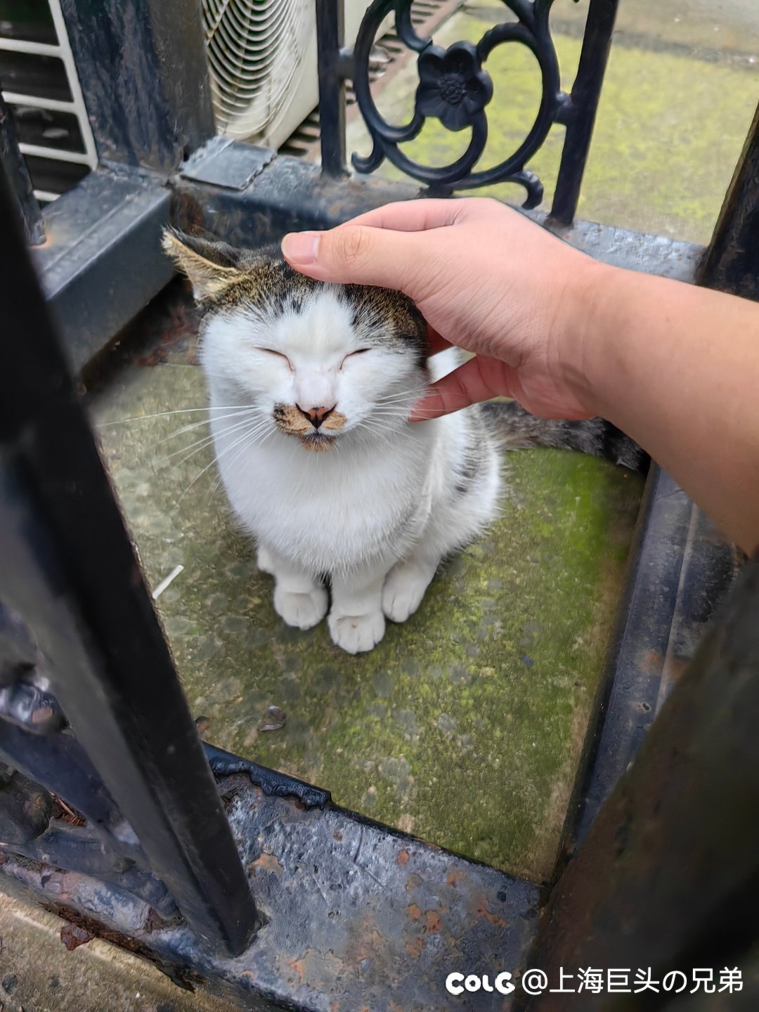 今日猫猫7.272