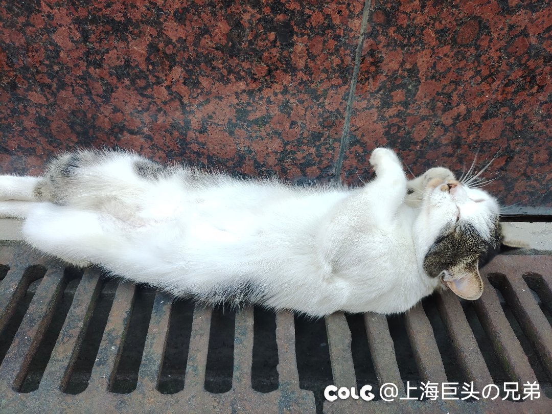 今日猫猫7.281
