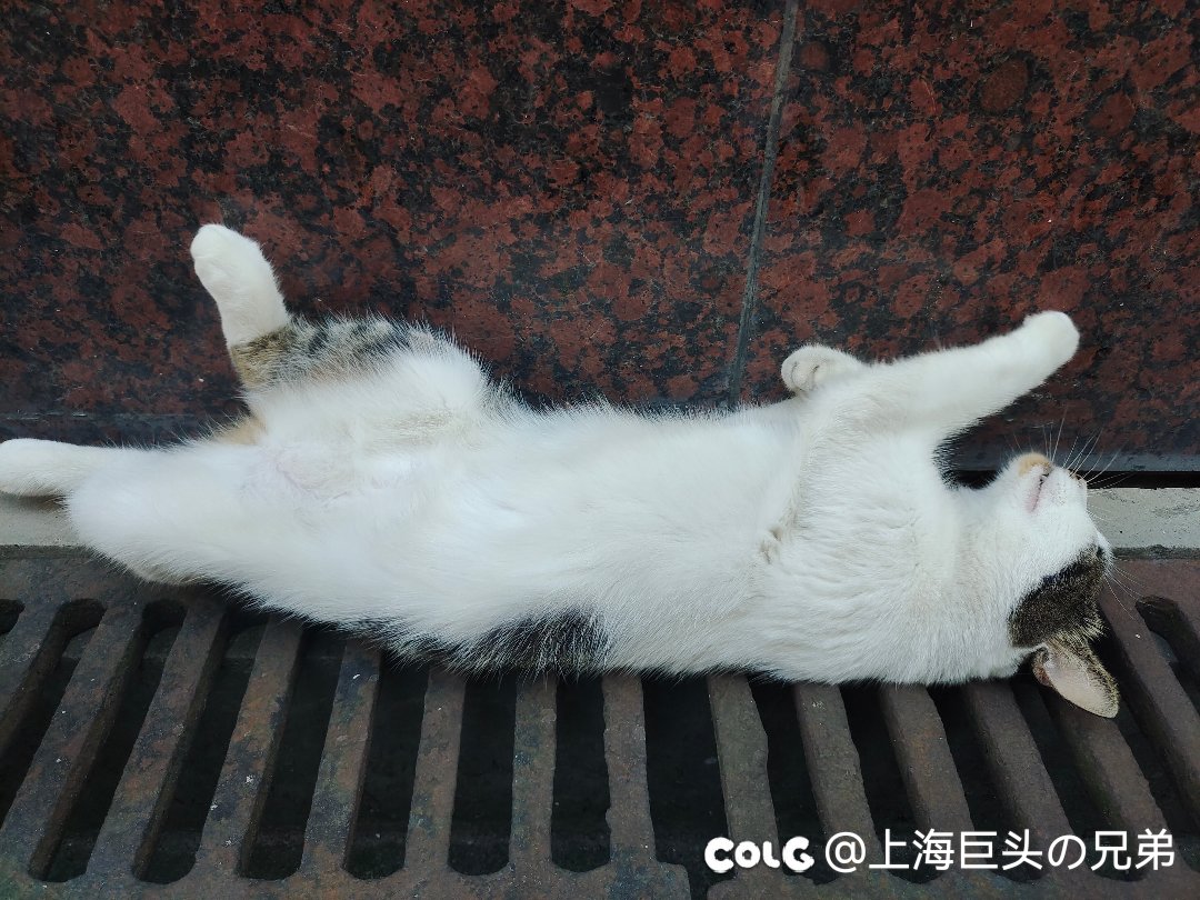 今日猫猫7.282