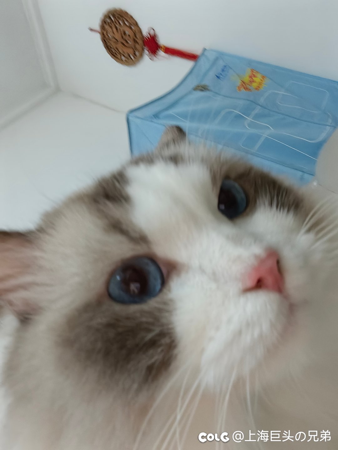 今日猫猫7.301
