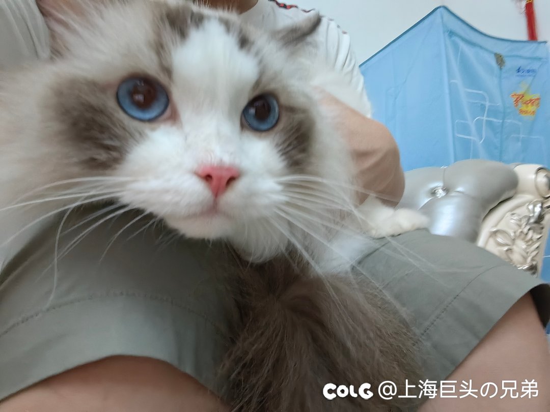 今日猫猫7.302