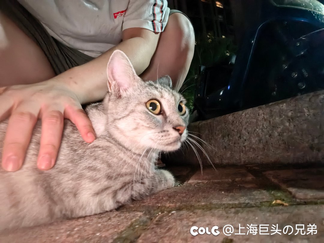 今日猫猫7.303