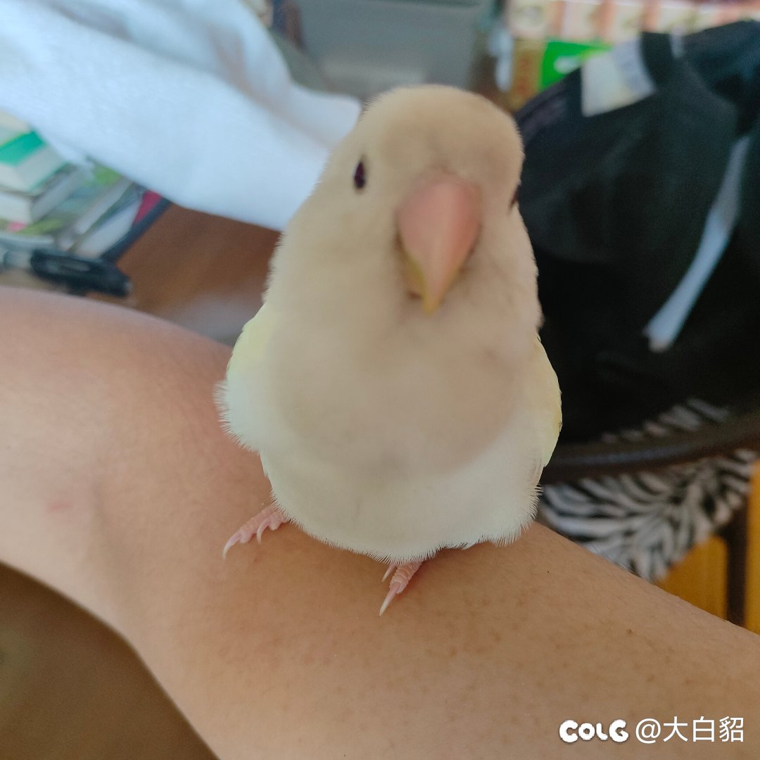 鹦鹉都学会机制了，为什么有些人还不会2