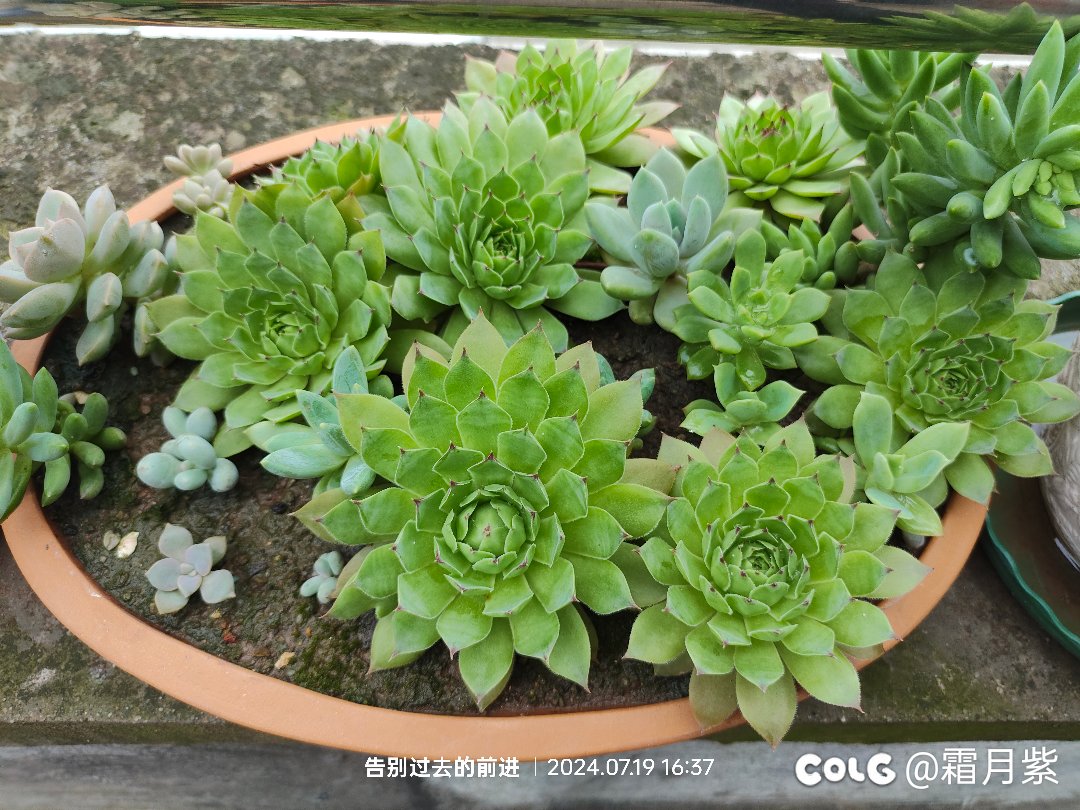 今年在单位养的花还不错1
