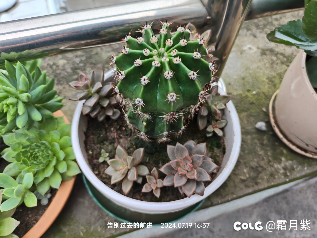 今年在单位养的花还不错2