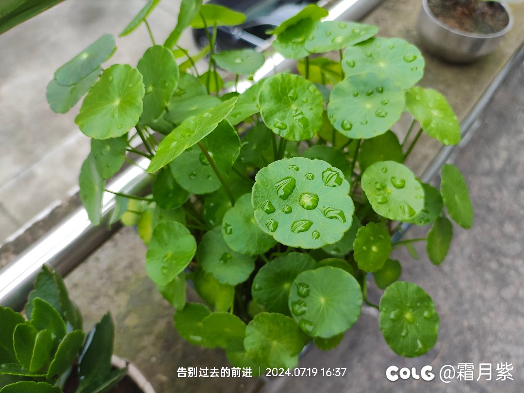 今年在单位养的花还不错3