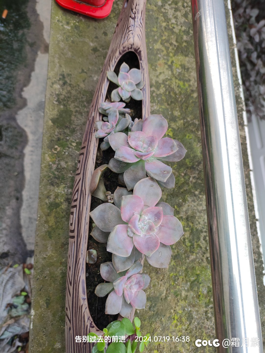 今年在单位养的花还不错4