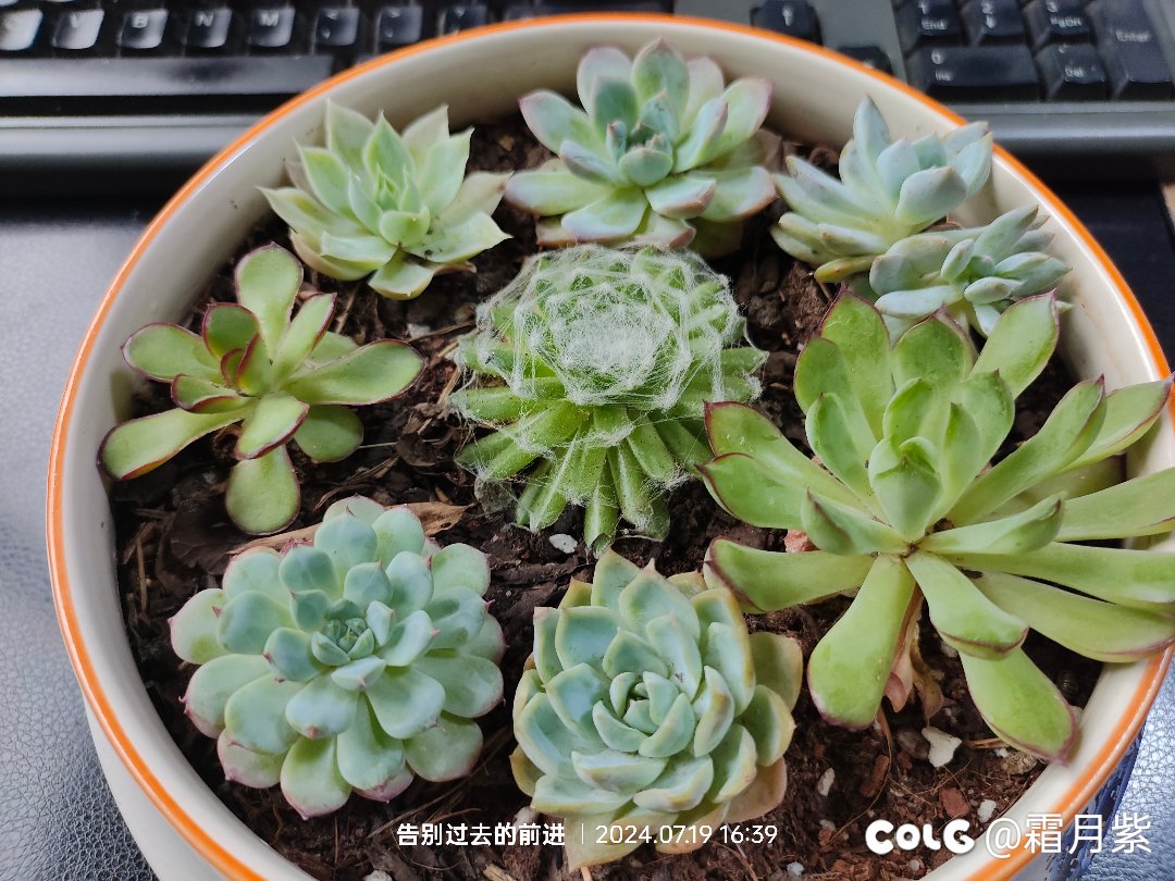 今年在单位养的花还不错5