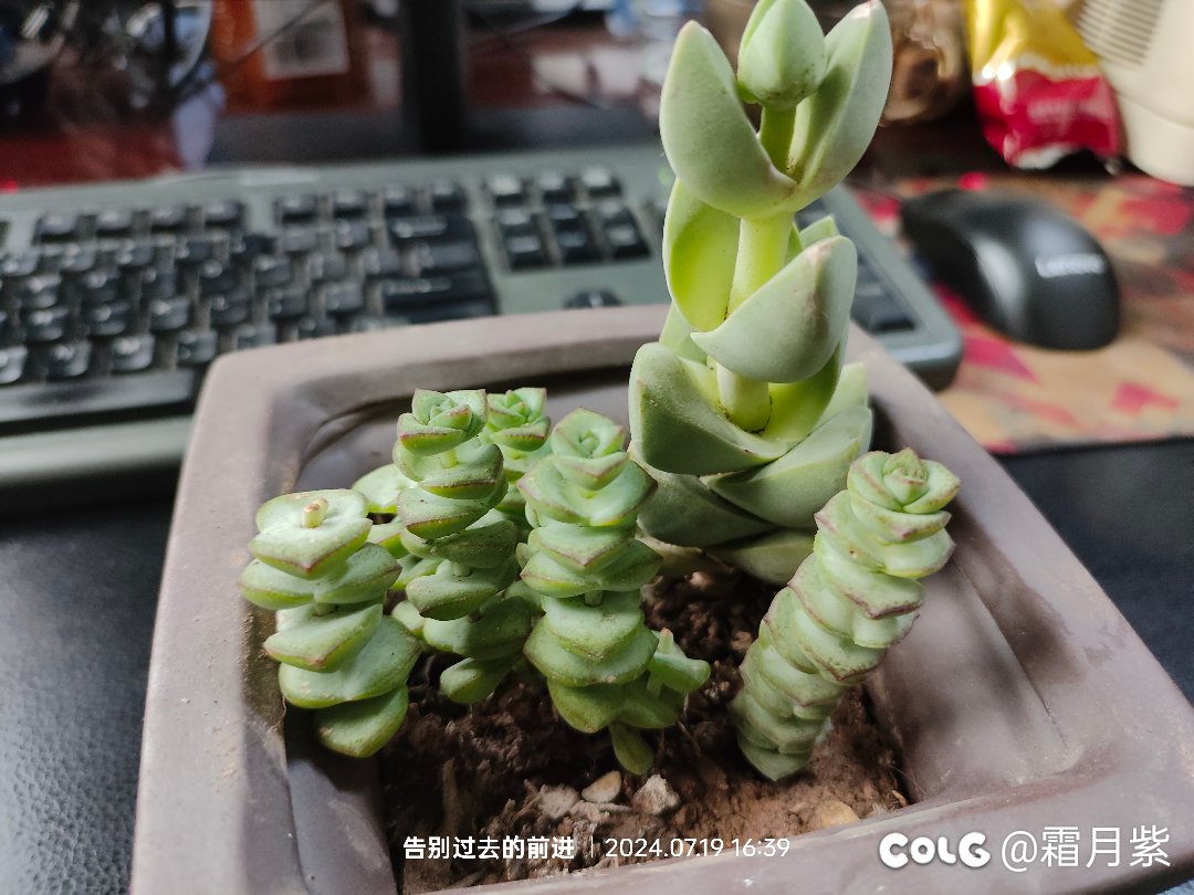 今年在单位养的花还不错6