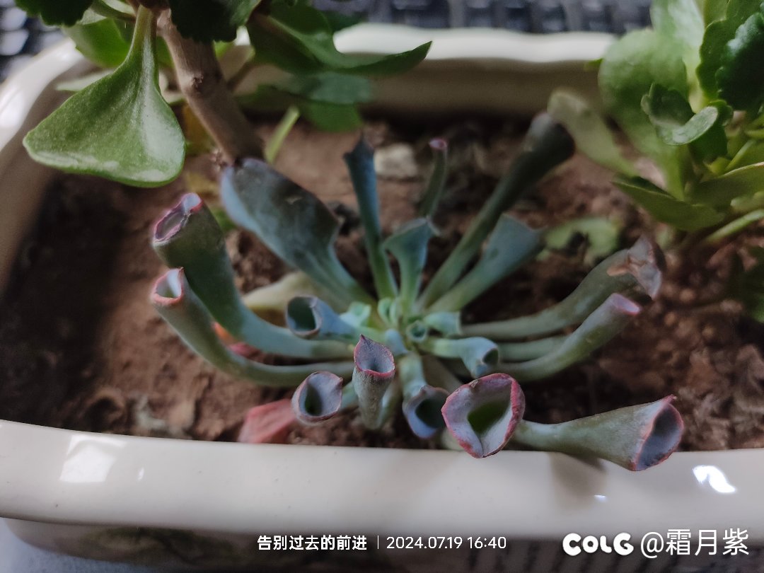 今年在单位养的花还不错7