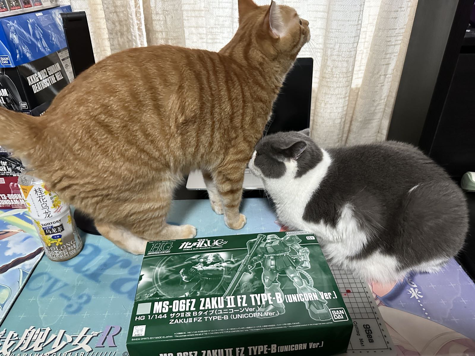 日常吸猫！！！1