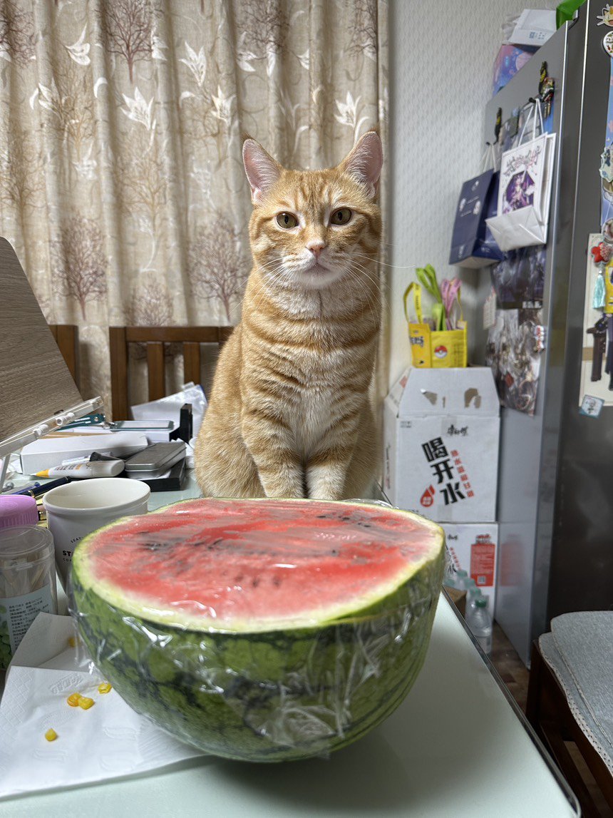 日常吸猫！！！4