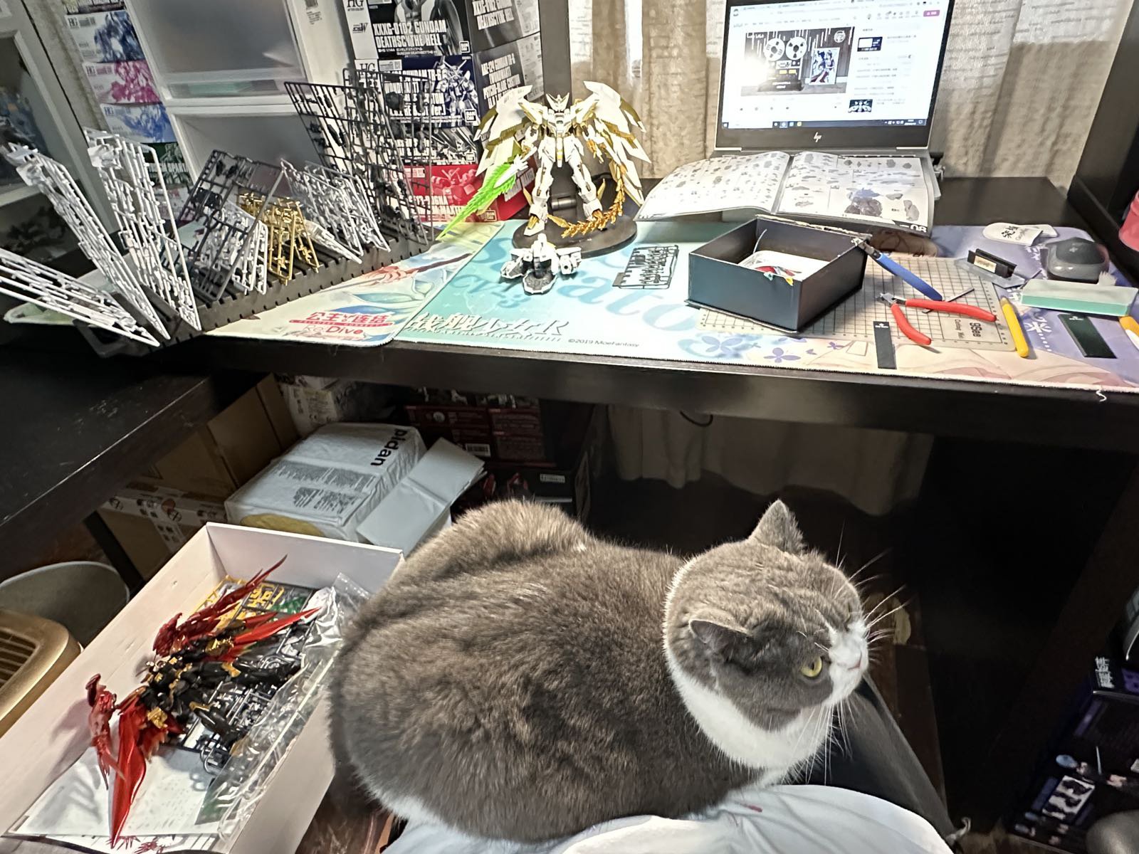 日常吸猫！！！14