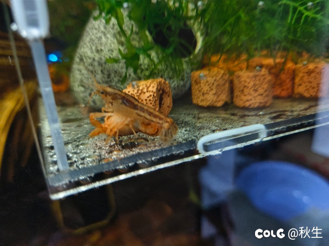卧槽！虾片！未满18周岁勿点！1