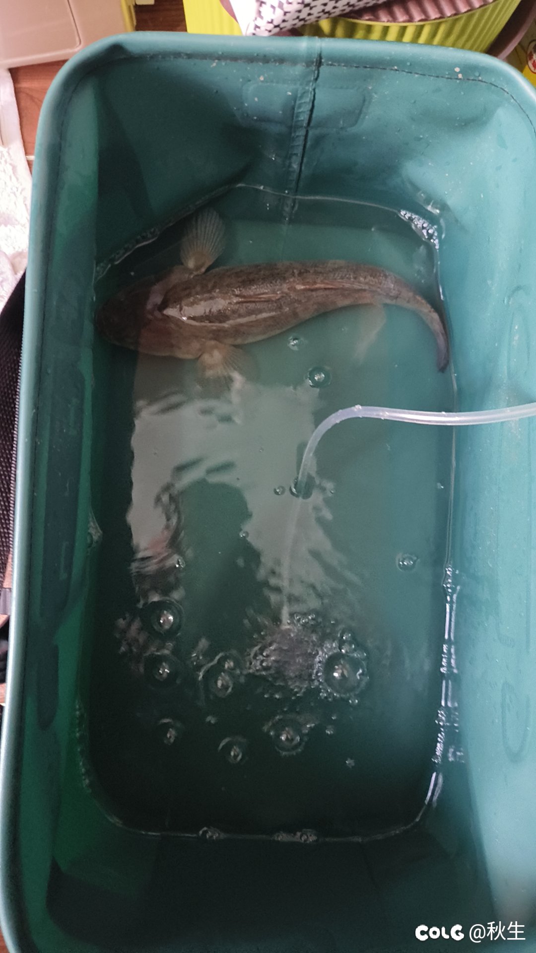 解锁新鱼种！1