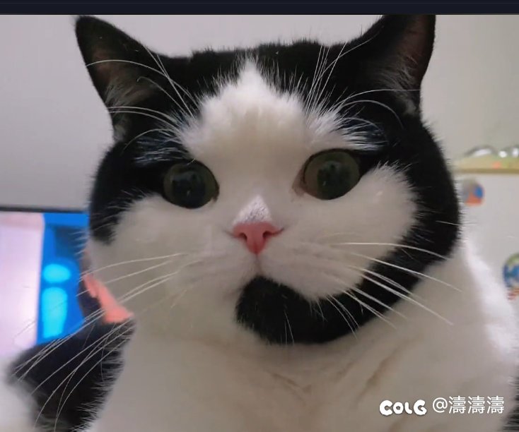 金币比例查询1
