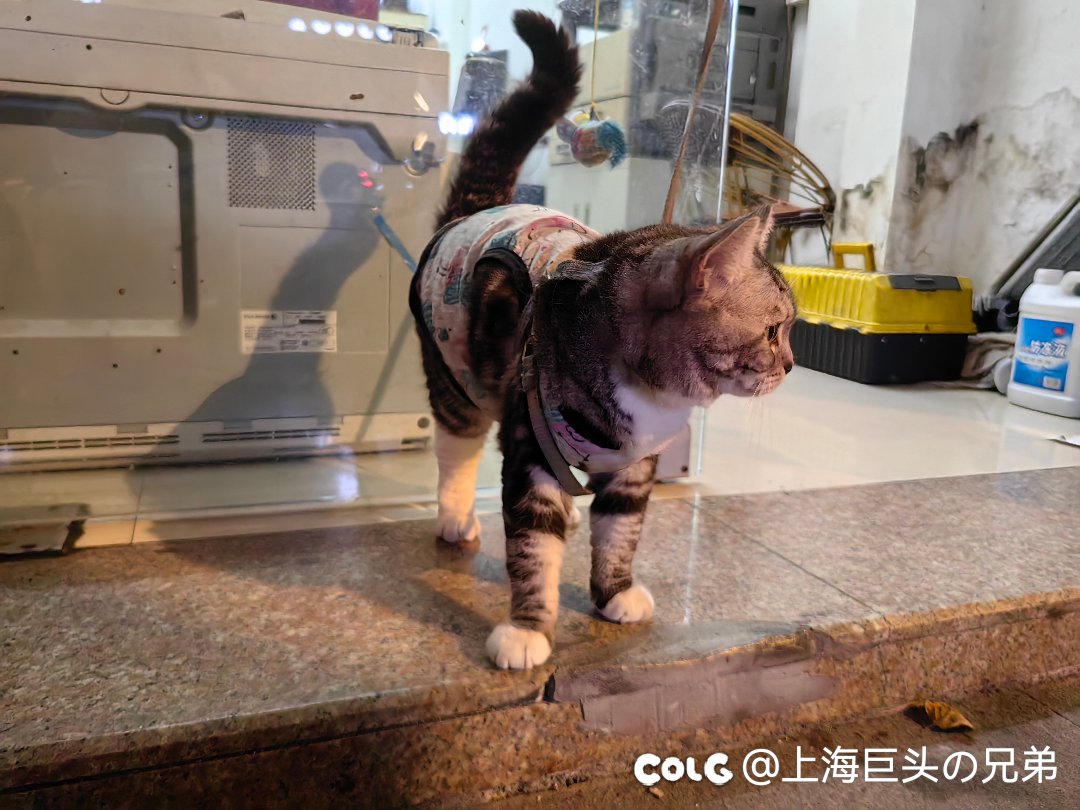 今日猫猫8.11