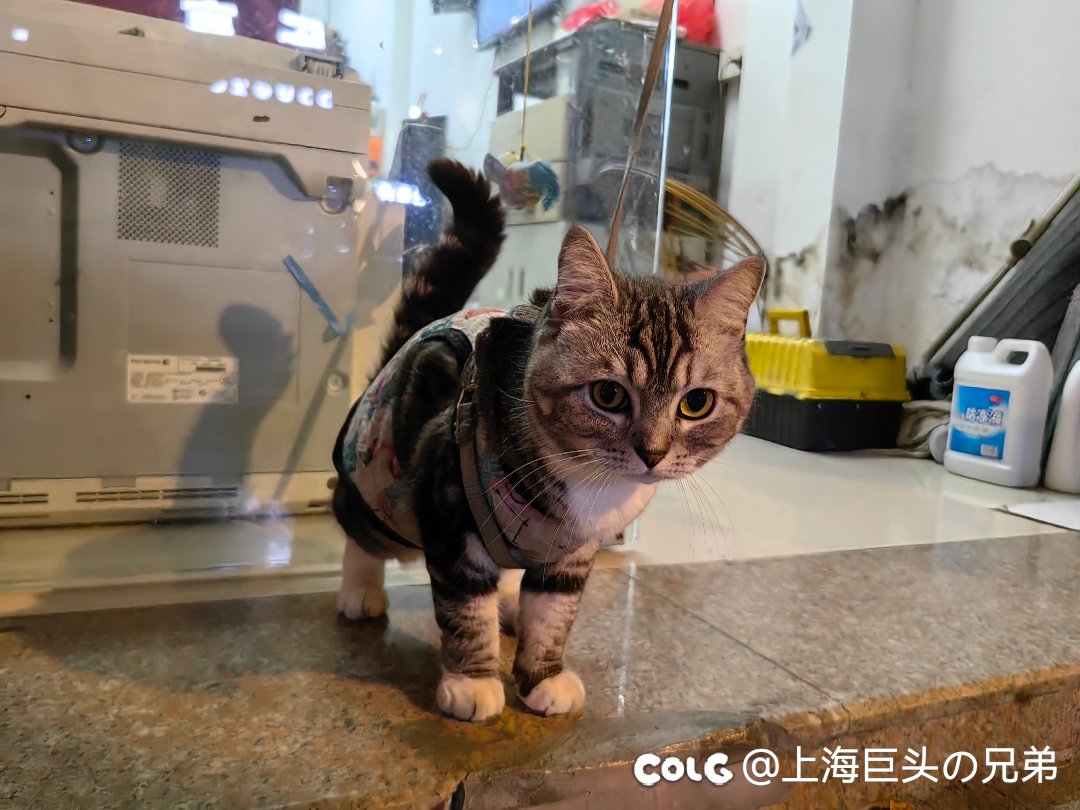 今日猫猫8.12