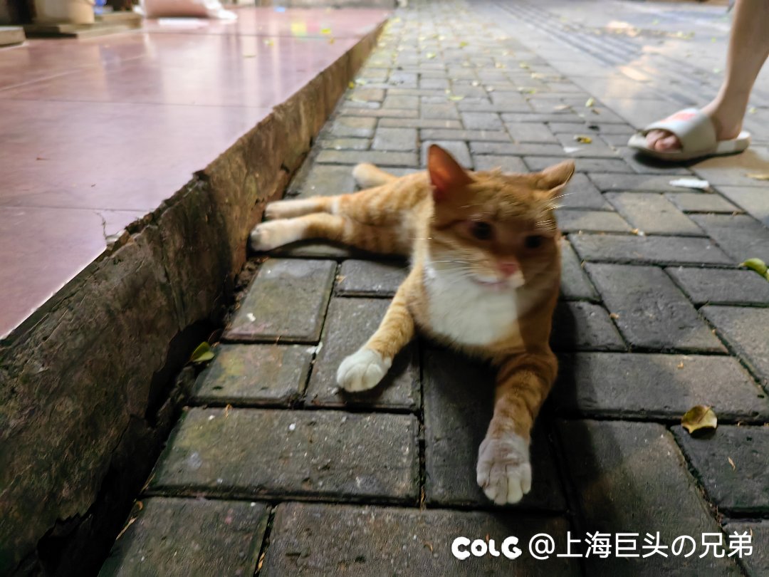 今日猫猫8.21