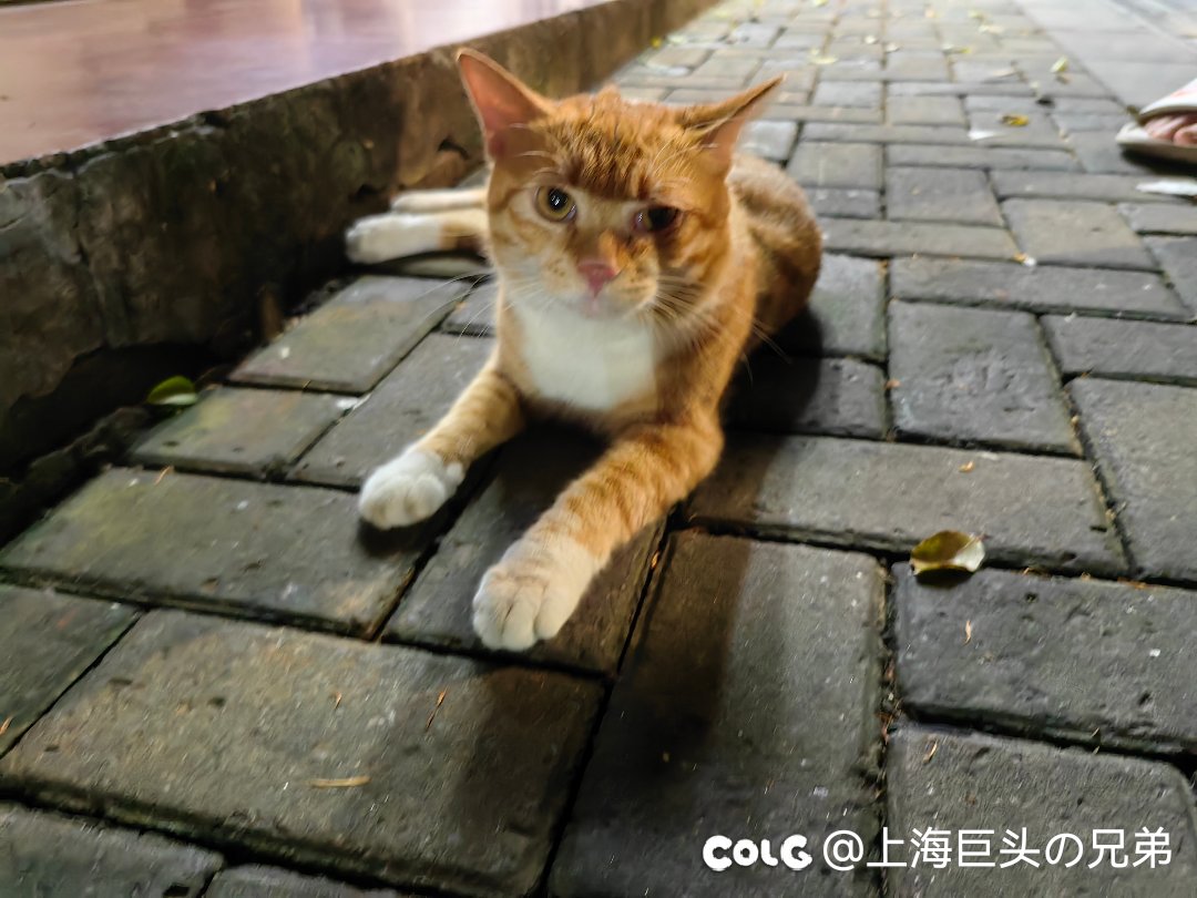 今日猫猫8.22