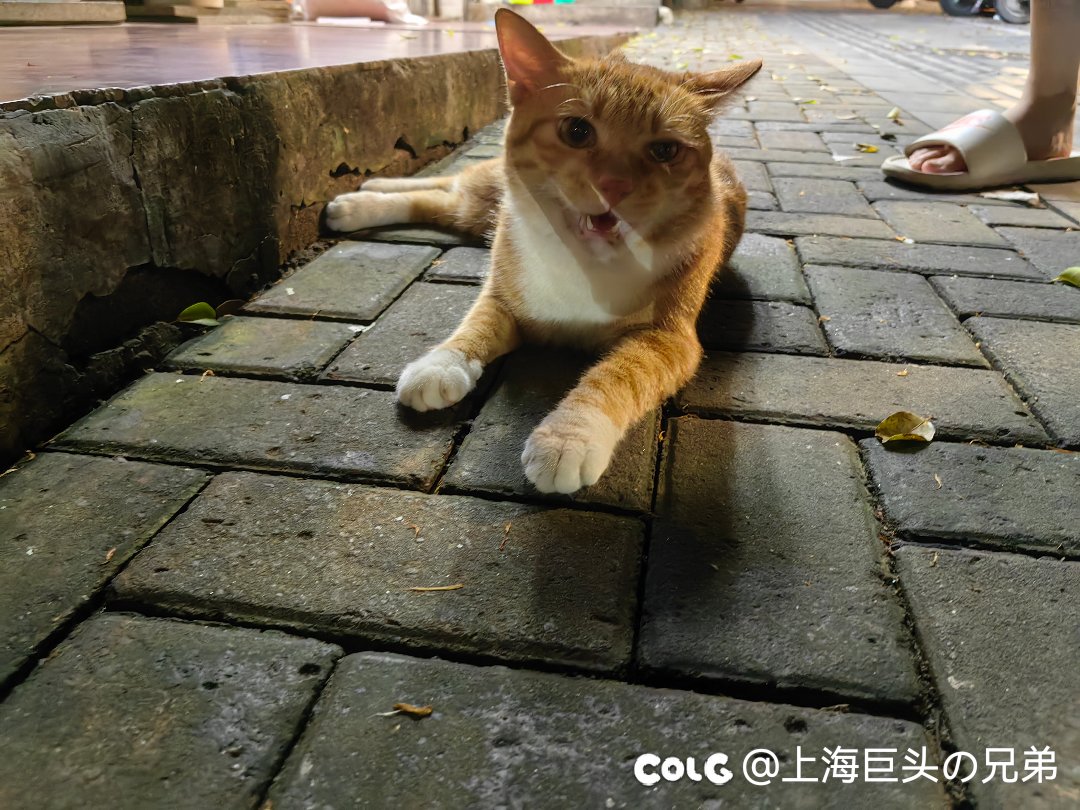 今日猫猫8.23