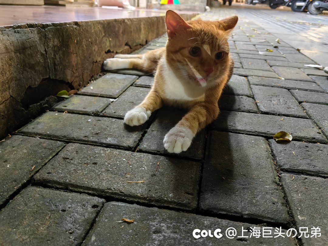 今日猫猫8.24
