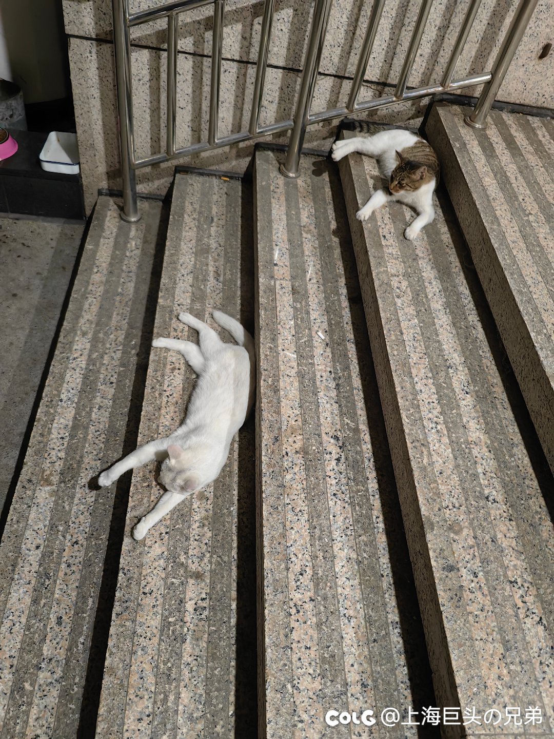 今日猫猫8.201