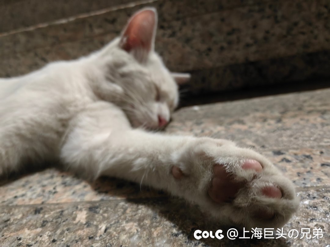今日猫猫8.202