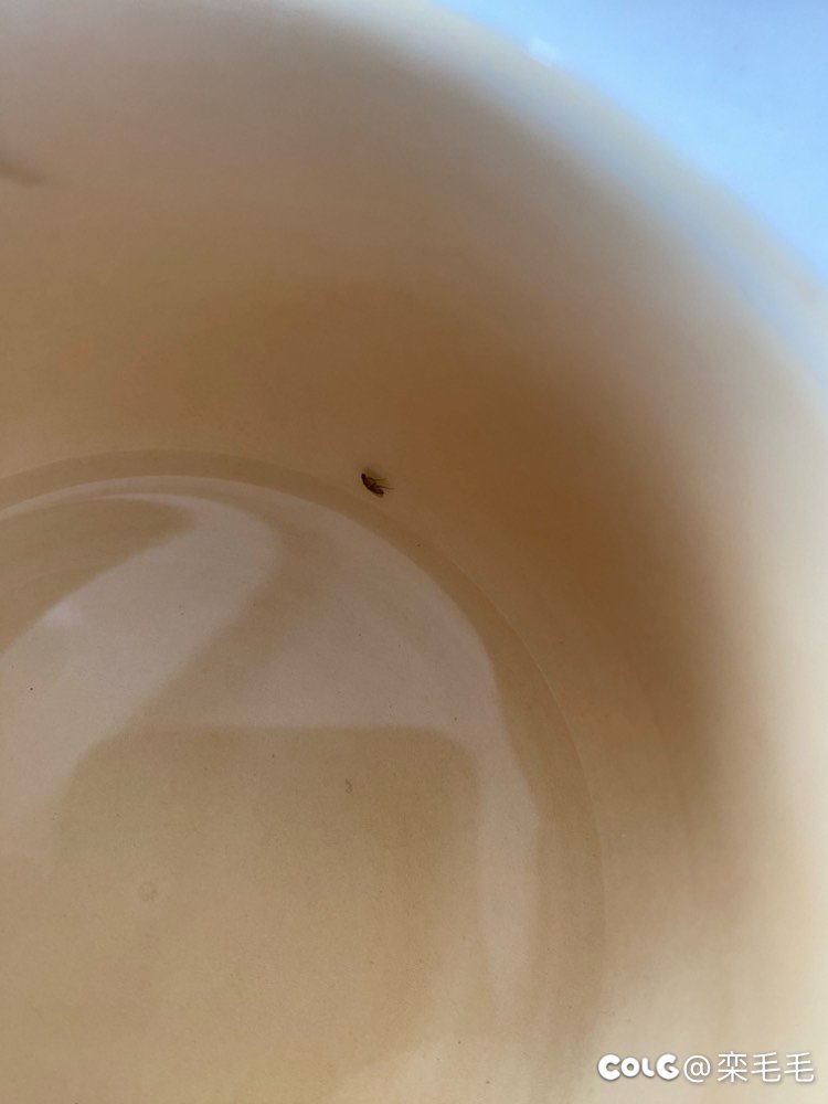 万能的网友们，请问这个是什么虫1