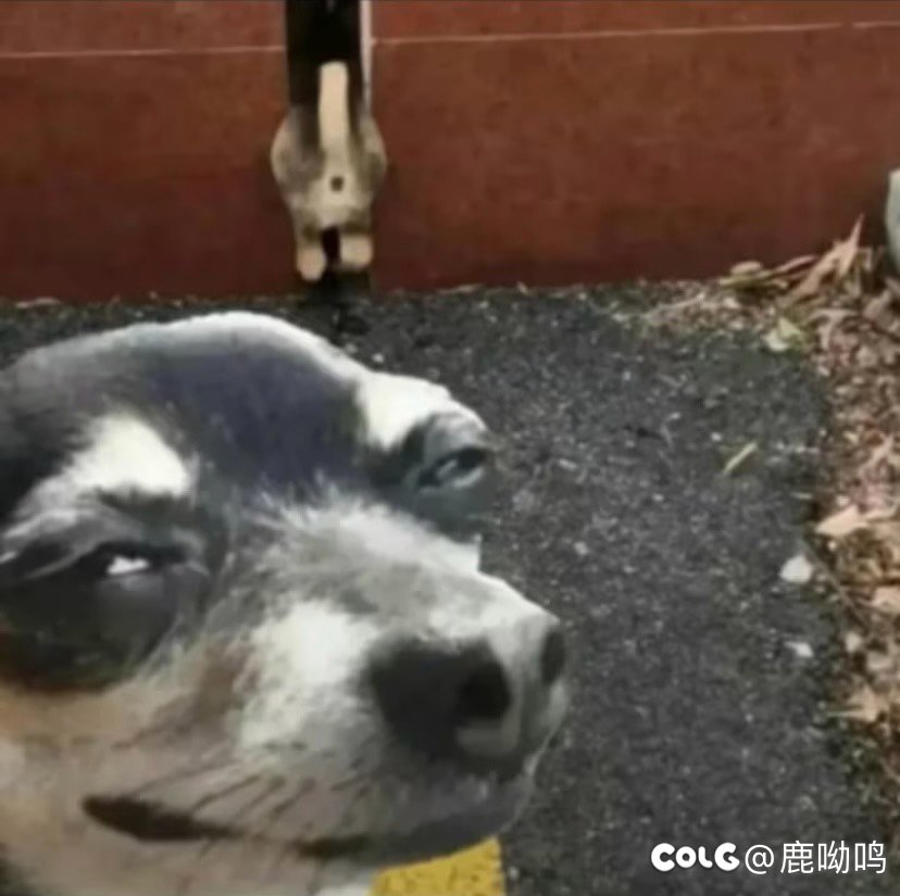 请问女气功CP武器现在什么强度？1