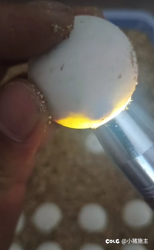 买个龟蛋打发下时间，最近不洗红皮了1