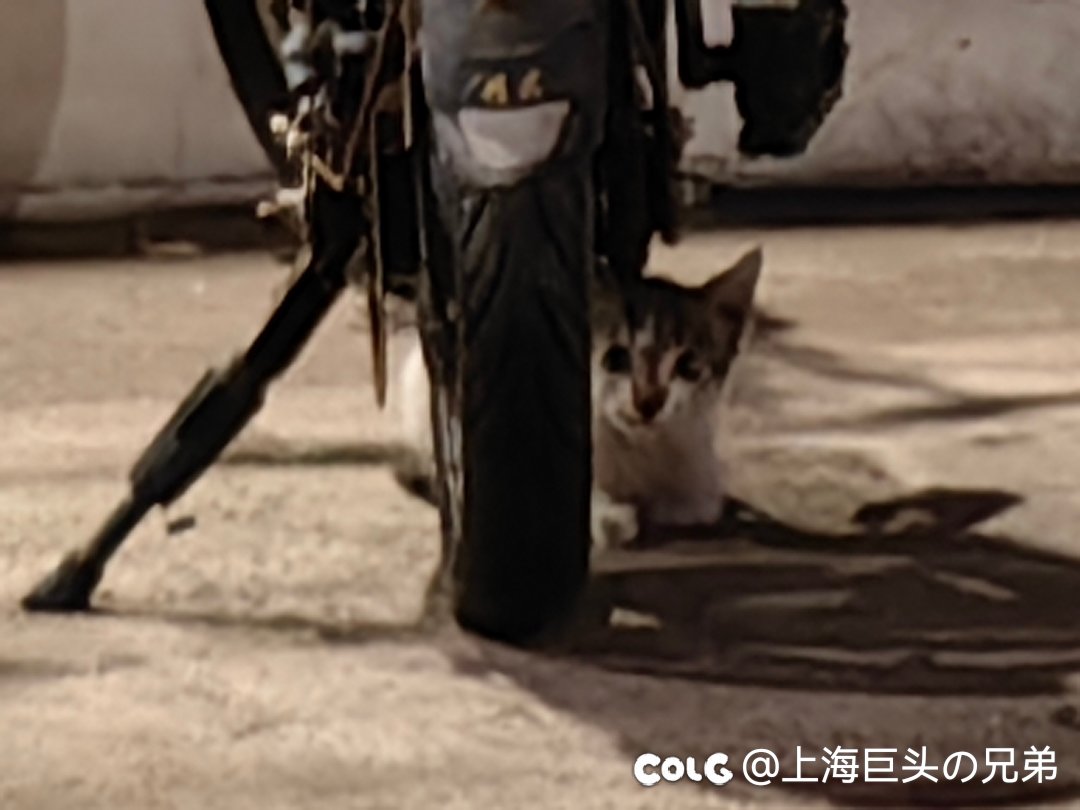 今日猫猫9.51